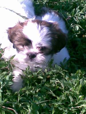 pui de shih tzu