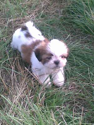 pui de shih tzu