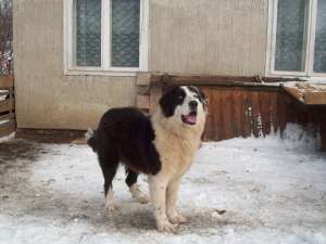 vand femela ciobanesc romanesc de bucovina