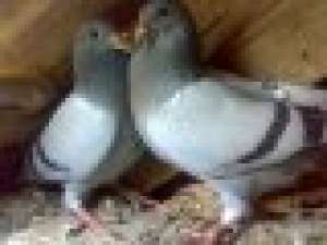 vand porumbei draganesti olt 15 ron URGENT