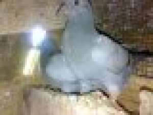 vand porumbei draganesti olt 15 ron URGENT