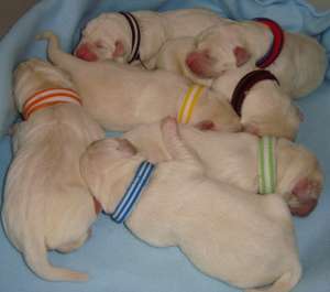 LABRADOR AURIU