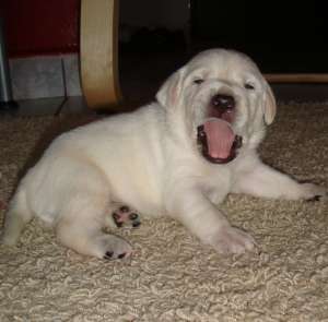 LABRADOR AURIU