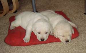 LABRADOR AURIU