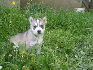 vand husky siberian