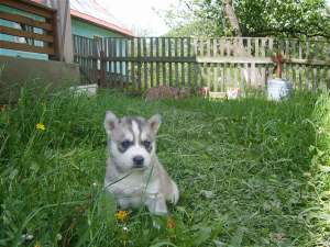 vand husky siberian
