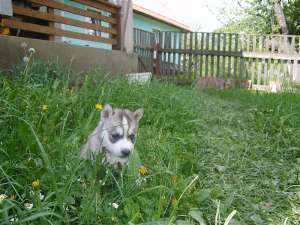 vand husky siberian