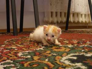 motanei adorabili