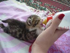 motanei adorabili