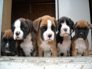vand pui de boxer