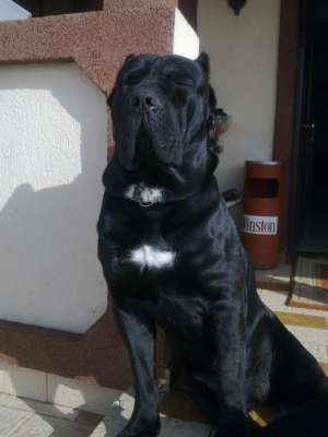vand pui cane corso