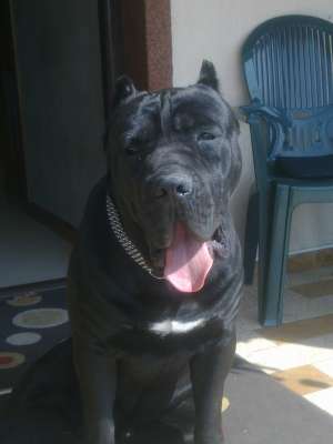 vand pui cane corso