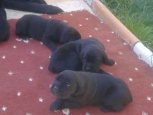 vand pui cane corso