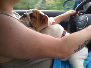 English Bulldog babies