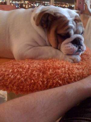 English Bulldog babies