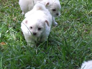 maltese puppies for good home