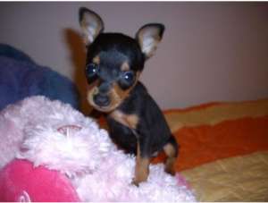 vanzare pinscher pitic
