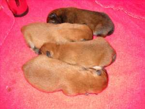pui chow chow cu pedigree