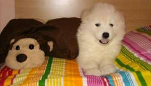 vand catelusi samoyede