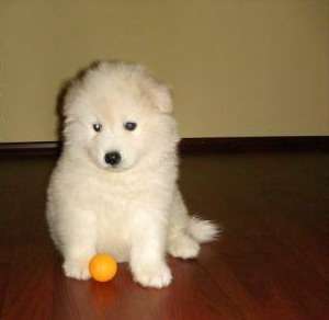 vand catelusi samoyede