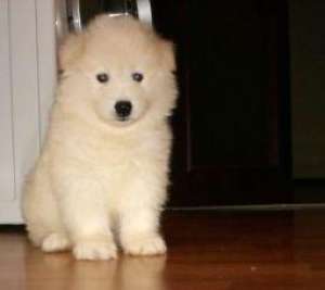 vand catelusi samoyede