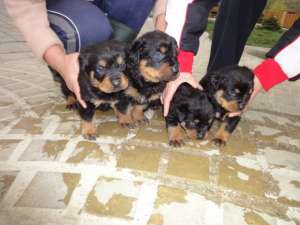 Vand pui Rottweiler femele
