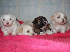 Bichon havanez
