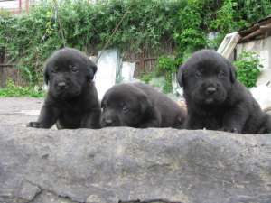 vand pui de labrador retriever