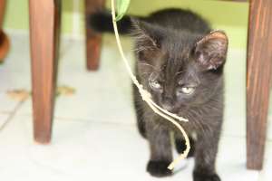adoptie pisoi/pisicuta 2 luni