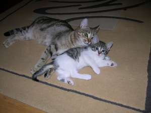 doua pisicute pentru adoptie