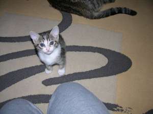doua pisicute pentru adoptie