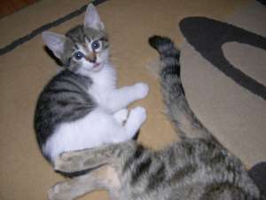 doua pisicute pentru adoptie