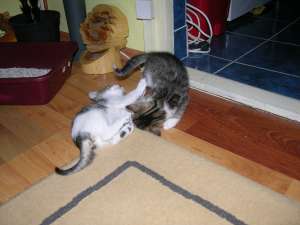 doua pisicute pentru adoptie