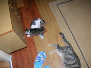 doua pisicute pentru adoptie