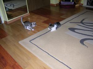 doua pisicute pentru adoptie