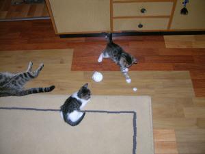 doua pisicute pentru adoptie