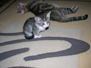 doua pisicute pentru adoptie