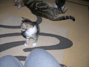doua pisicute pentru adoptie
