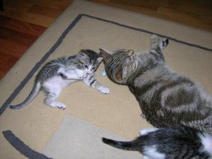 doua pisicute pentru adoptie