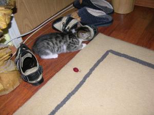 doua pisicute pentru adoptie