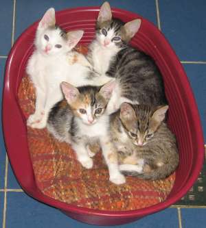 Ofer spre adoptie pisicute