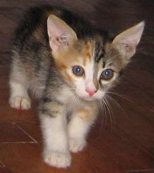 Ofer spre adoptie pisicute