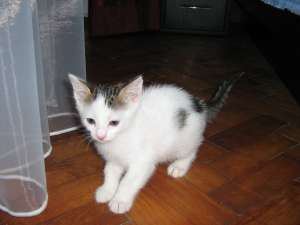 Ofer spre adoptie pisicute