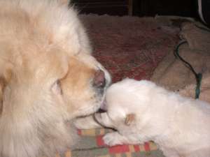 Vand Pui de Chow-Chow