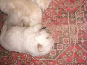 Vand Pui de Chow-Chow