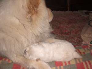 Vand Pui de Chow-Chow
