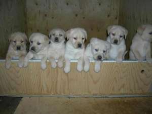 Labrador retriver auriu