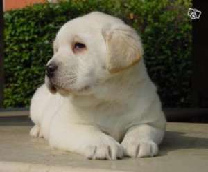 Labrador retriver auriu