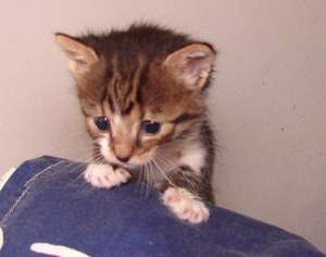 Pisicuta gri tigrata micuta spre adoptie