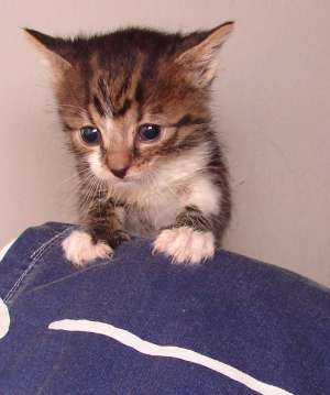 Pisicuta gri tigrata micuta spre adoptie